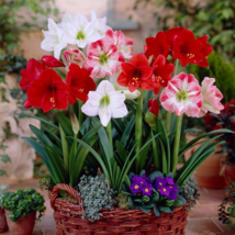 Mixed Amaryllis Red White Pinkish-White Mix Colors 100 PCS Seeds - $10.63