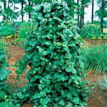 5 SEEDS MALABAR SPINACH MONG TOI POI SANG CEYLON HEIRLOOM SEEDS FOR QUIC... - $10.75