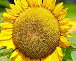 Mammoth Sunflower Seeds Beautiful Nongmo Heirloom Flower Seeds Fresh Har... - $8.99