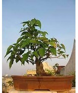 Imported Bodhi Tree Religiosa Potted Garden Moraceae Perennial 10 Pcs - $13.81