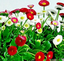 200 Seeds Bellis Perennis Super Enorma English Daisy Fresh Seeds - $5.18