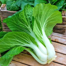 600 Seeds Pak CHOY-CHOI Canton Cabbage Non-Gmo Organic Garden/Patio Containers - £12.97 GBP