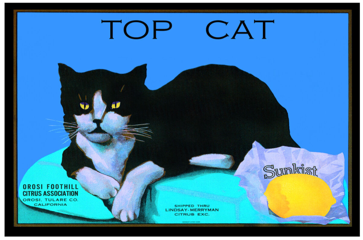 Vintage style Quality art print POSTER.Top Black Cat.House Room art Decor.698i
