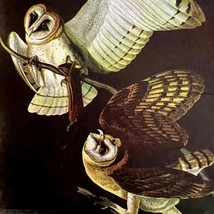 Barn Owl 1950 Lithograph Art Print Audubon Bird First Edition DWU14D - £23.76 GBP