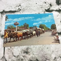 Postcard Collectible Vintage Westward Ho! Pendleton Oregon Cows Covered Wagon - £6.21 GBP