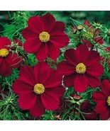 USA Non GMO 50 Seeds Cosmos Versailles Tetra Red Flowers Pollinators But... - £7.06 GBP