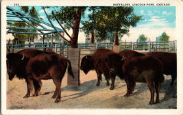 Buffalo Herd at Lincoln Park Chicago IL Vintage WB Postcard  (C6) - £4.33 GBP