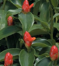 15 Seeds Dwarf Cone Ginger Flowers Fast US Shipping - $9.50