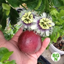 Passiflora Edulis Red Rover Plant Purple Passion Fruit Plant Edible USA ... - $71.92