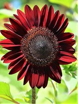 Semilir Sunflower Seeds Chocolate Cherry 40 Seeds Fast Grow From US - £6.14 GBP