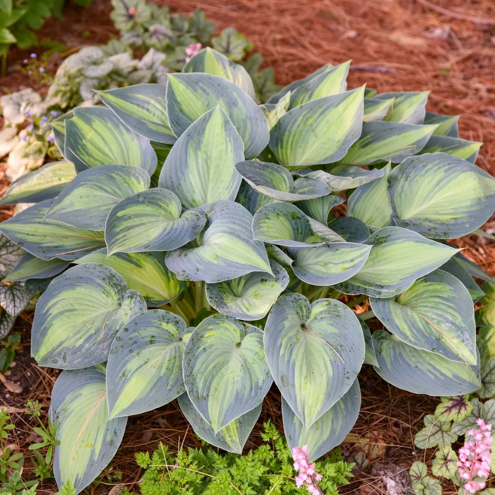 Hosta June Well Rooted 5.25 Inch Pot Plant Colorful - £26.30 GBP