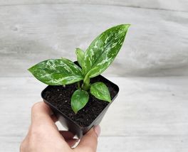 Rare Aglaonema Jade 4&quot; Pot Rooted Live Plant - £20.78 GBP