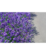 New Fresh 20 Dwarf Munstead Lavender English Lavandula Angustifolia Flow... - $289.16 MXN