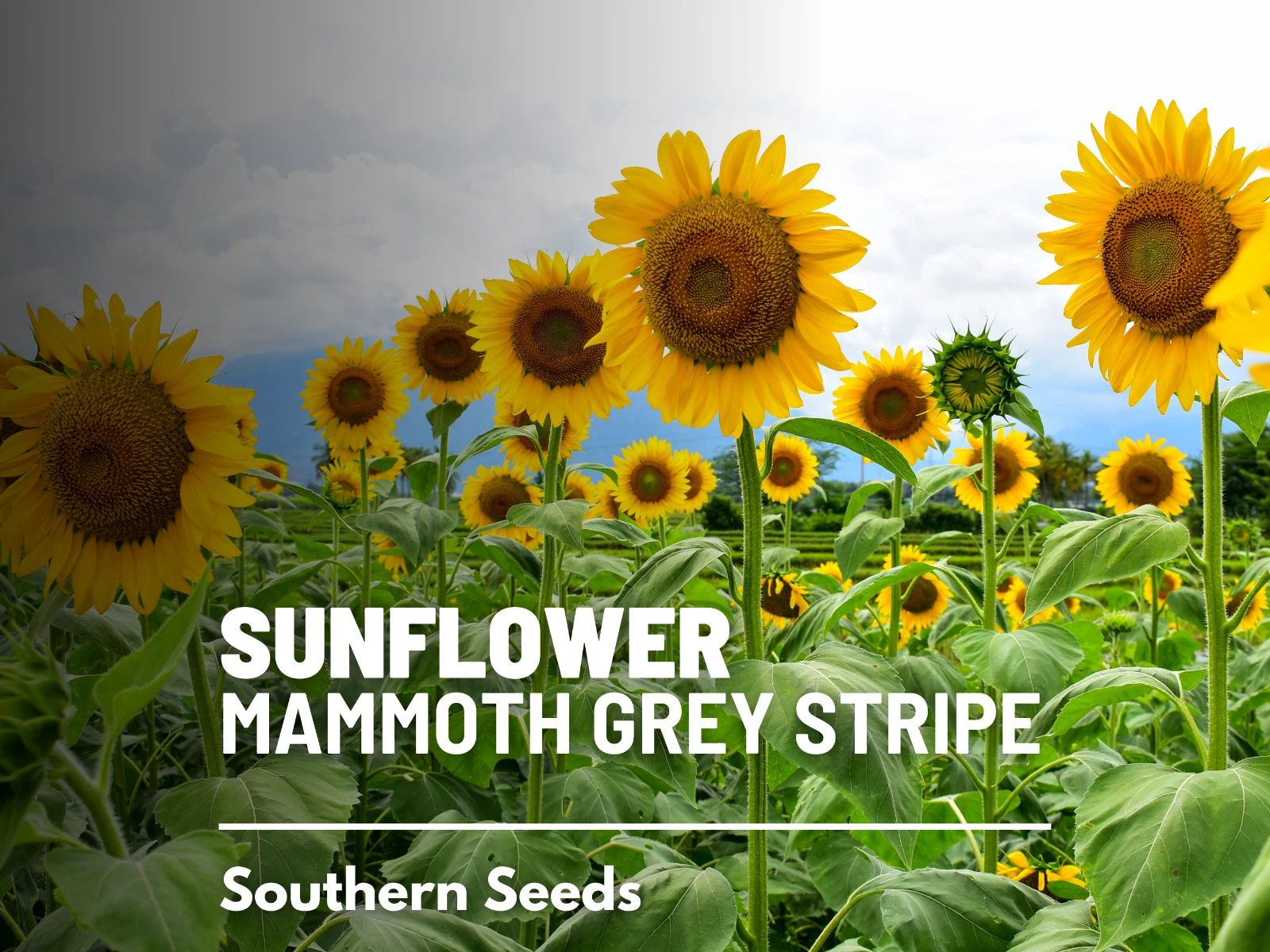 Sunflower, Mammoth Grey Stripe -  Heirloom Seeds - Medicinal &amp; Culinary ... - $14.82