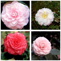 200 Seeds Mixed Double Camellia Impatiens Balsamina Flower - £21.19 GBP