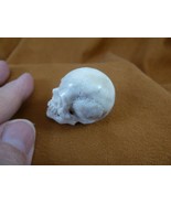 (SKULL-W65) Medium white full skeleton Skull figurine Bali antler crafted - $92.25 CAD