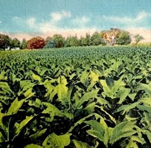 Tobacco Crop Field In Old Kentucky 1930-40 Postcard Linen Farm PCBG12B - £19.74 GBP