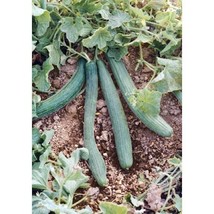 New Fresh Seeds 25 Italian Cucumber Seeds Tortarello Verde Scuro Gourmet - $4.98