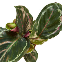 4&quot; Pot - Calathea Roseopicta &#39;Medallion&#39; - Gardening - Houseplant - £37.91 GBP
