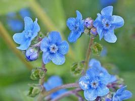 450 Seeds Chinese Forget-Me-Not Seeds B64 - £8.10 GBP