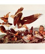 Bob White Bird Lithograph 1950 Audubon Antique Art Print DWP6C - $42.03 CAD
