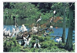 Louisiana Postcard Avery Island Nesting Egrets Blue White Herons - £1.71 GBP