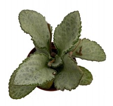 Xuan&#39;s Party Dress Asian Violet - Primulina - 2.5&quot; Pot - House Plant/Ter... - $28.99
