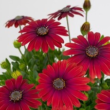 200+ Red Cape Daisy Seeds For Garden Planting  USA  ! - £4.23 GBP