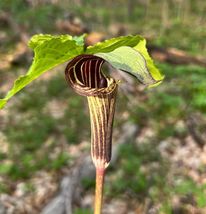 Jack in the Pulpit Arisaema triphyllum Seeds - £16.55 GBP