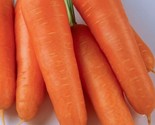350 Kuroda Shin Carrot Seeds Fast Shipping - $8.99