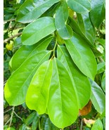 Soursop Leaves for Tea making, Organic GRAVIOLA Leaves, Free Shipping - $12.48 CAD - $77.69 CAD