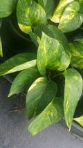 Houseplant Indoors/Outdoors - Golden Pothos Devil&#39;s Ivy 6 Leaves per 4&quot; Pot - £11.86 GBP