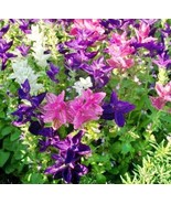 KBT Tricolor Mix Clary Sage Flower Seeds 100 Seeds Bulk Seeds - $20.23