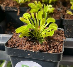 Venus Flytrap Dente - Saw Tooth Venus Flytrap - Carnivorous Plant - $18.78