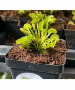 Venus Flytrap Dente - Saw Tooth Venus Flytrap - Carnivorous Plant - $15.02
