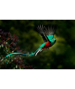 Flying Resplendent Quetzal mocinno bird Ceramic tile mural backsplash - $80.87 CAD+