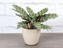 1 Pcs Calathea Rattlesnake - Natural Biodegradable Pot - 4&quot; Live Houseplant - £50.98 GBP