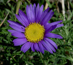30 Tahoka Daisy Seeds Flower Reseeding Annual - £14.07 GBP