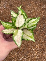 Hoya carnosa Krimson Princess, Variegated Tricolor, Very Full 2&quot; Potted Starter, - $13.99