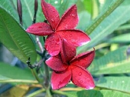 From US 5 Red Plumeria Seeds Plants Flower Flowers Perennial Seed 511 - £8.65 GBP