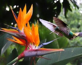 5 Tropical Bird Of Paradise Strelitzia Reginae Flower Seeds Fresh Usa Seller - £10.80 GBP