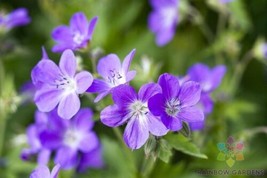 25 Mayflower Geranium Seeds - $9.99