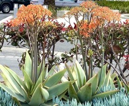 Aloe Striata, Coral Aloe  20 Seeds 2023   From US - $14.99