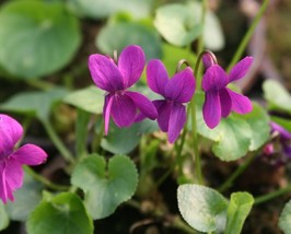 Viola odorata rubra Flower Seeds - Sweetly Scented Rose Colored Violet,Fresh See - £9.93 GBP