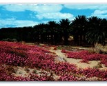 Verbena Blossoms Coachella Valley California CA UNP Chrome Postcard K16 - $4.90