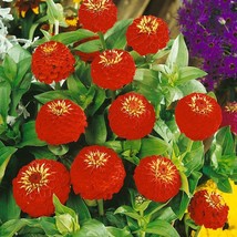 Red Zinnia Seeds Zinnia Lilliput Red Flower Seed 2000 Seeds Fresh USA Fast Shipp - $15.99