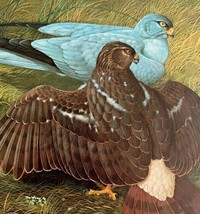 Marsh Hawk Hen Harrier Art Print Color Plate Birds Of Prey Vintage 1979 DWT11B - £27.51 GBP