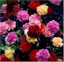 50 Of MULTI-COLOR Mix Carnation Flower Seeds / Perennial - £7.83 GBP
