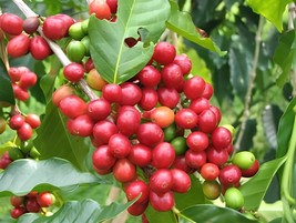 20 Seeds Coffee Bean(Coffea Catura Arabica) - £8.38 GBP