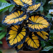 Fresh 25 Sunburst Calathea Seeds for Garden - €6,88 EUR